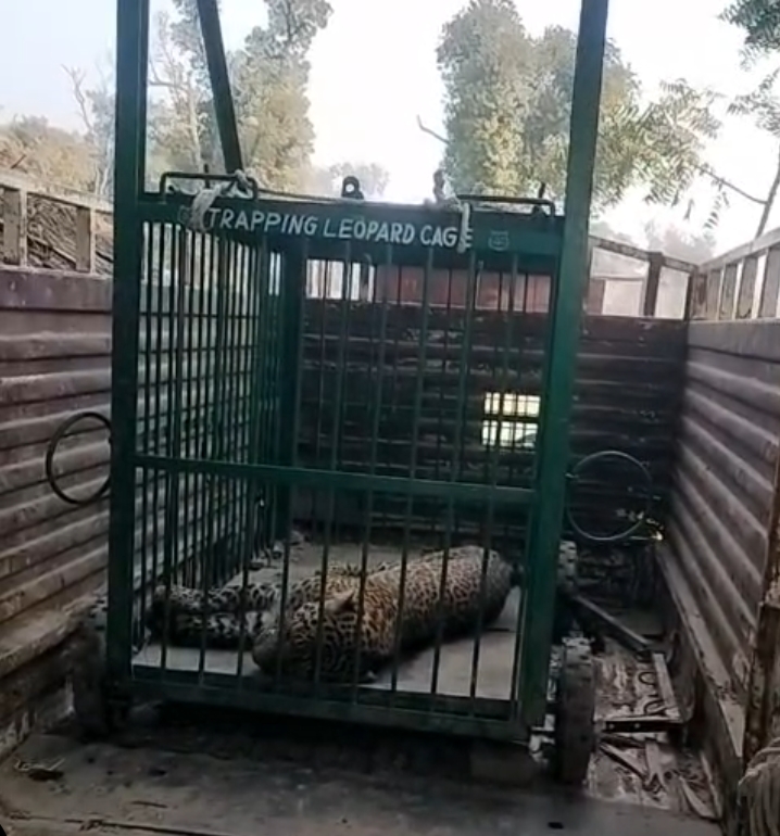 खेतों तक पहुंचा तेंदुआ, 4 ग्रामीण व एक वनकर्मी घायल 5 घंटे के रेस्क्यू के बाद वन विभाग ने तेंदुए को सुरक्षित पकड़ा