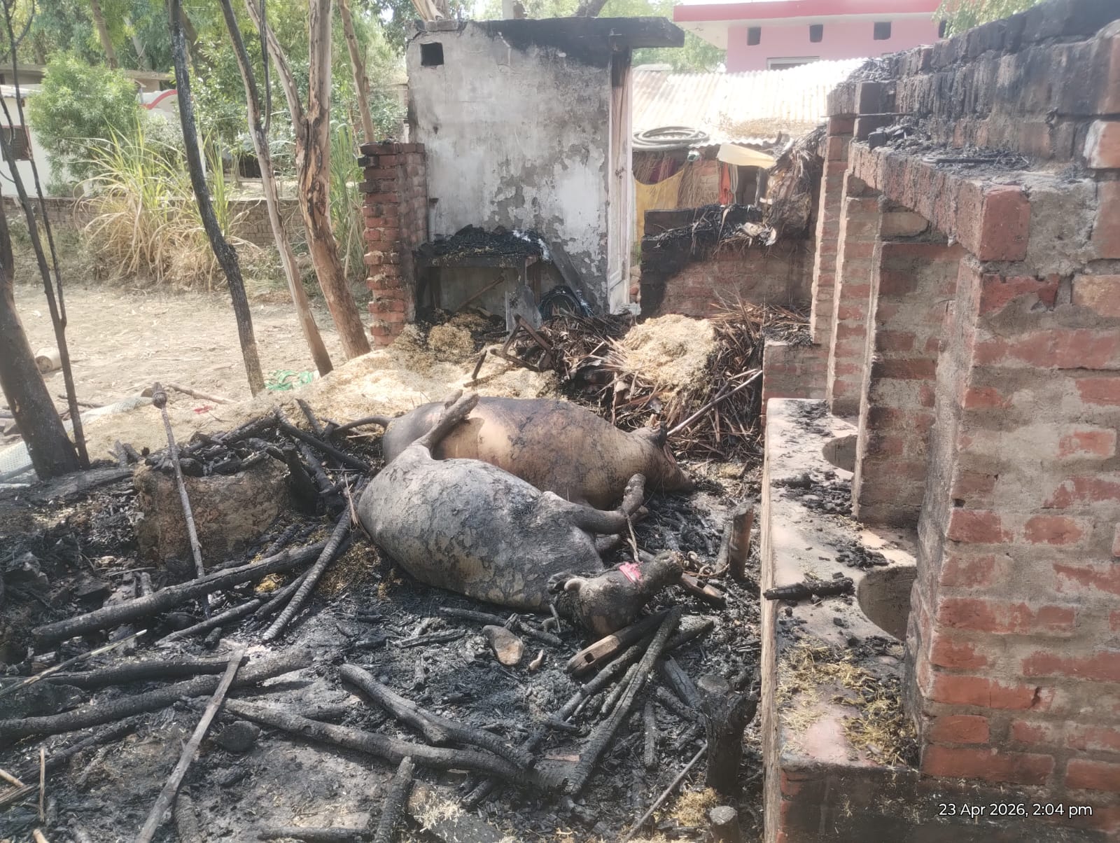 पशुशाला में लगी आग के चलते दो भैस की जलकर मौत थाना क्षेत्र के भदारखुर्द गाँव की है घटना